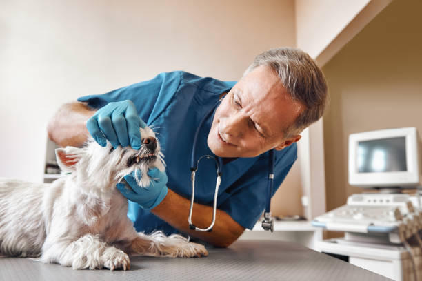 Best Emergency Dental Services for Seniors in Britt, IA
